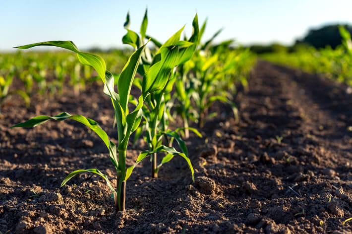 Row of young corn in field