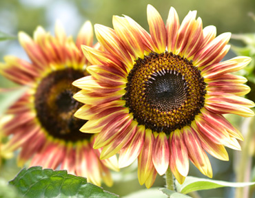 autumn sunflower