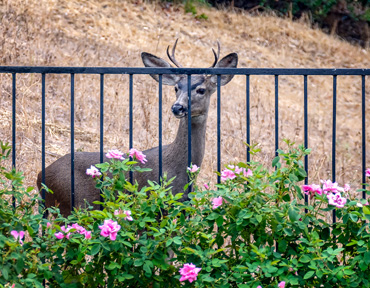Deer behind a fence