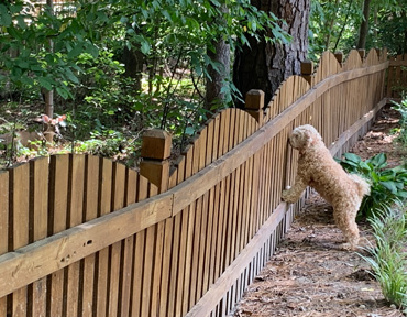 Dog sees deer through fence
