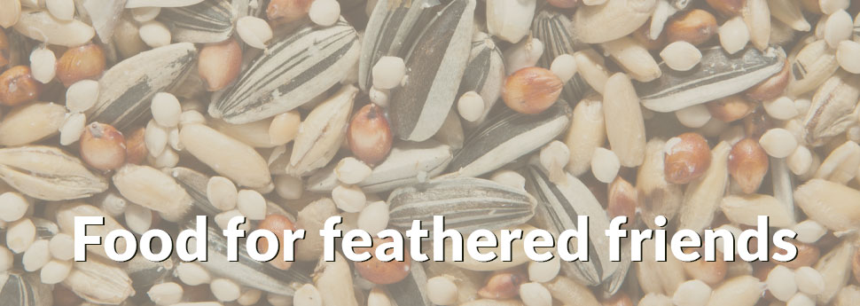 Food for feathered friends graphic