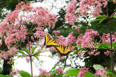 Joe Pye Weed