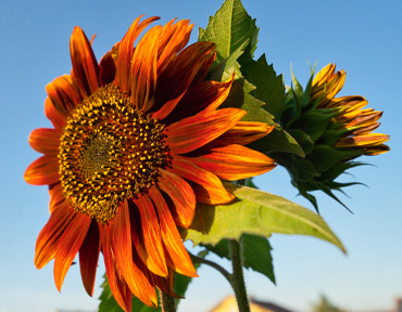 orange sunflower